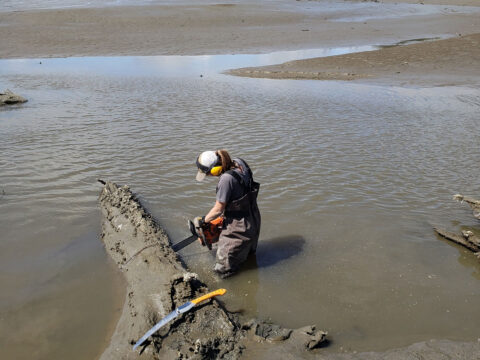 A researcher uses a chainsaw to cut into a dead tree that is partly submerged in a coastal mudflat A researcher uses a chainsaw to cut into a dead tree that is partly submerged in a coastal mudflat