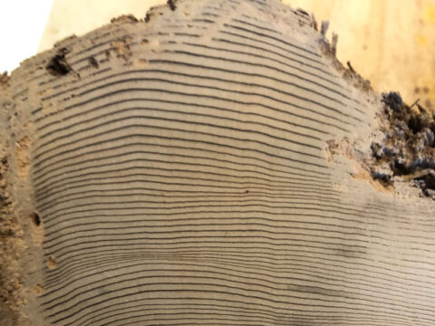 Close up of a cross section from a tree showing numerous tree rings Close up of a cross section from a tree showing numerous tree rings