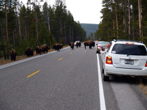 Cars pull over on the side of a road in Yellowstone to let a herd of bison pass by. Cars pull over on the side of a road in Yellowstone to let a herd of bison pass by.