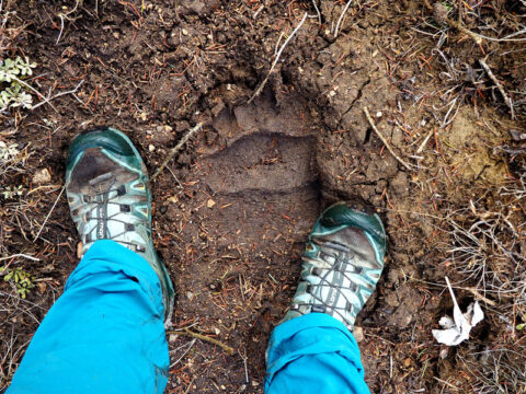 The author’s feet pictured next to a large bear track pressed into fresh mud. The author’s feet pictured next to a large bear track pressed into fresh mud.