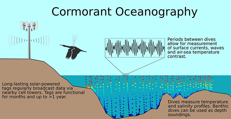 Diagram explaining use of two-way cellular communications with biologging tags on cormorants