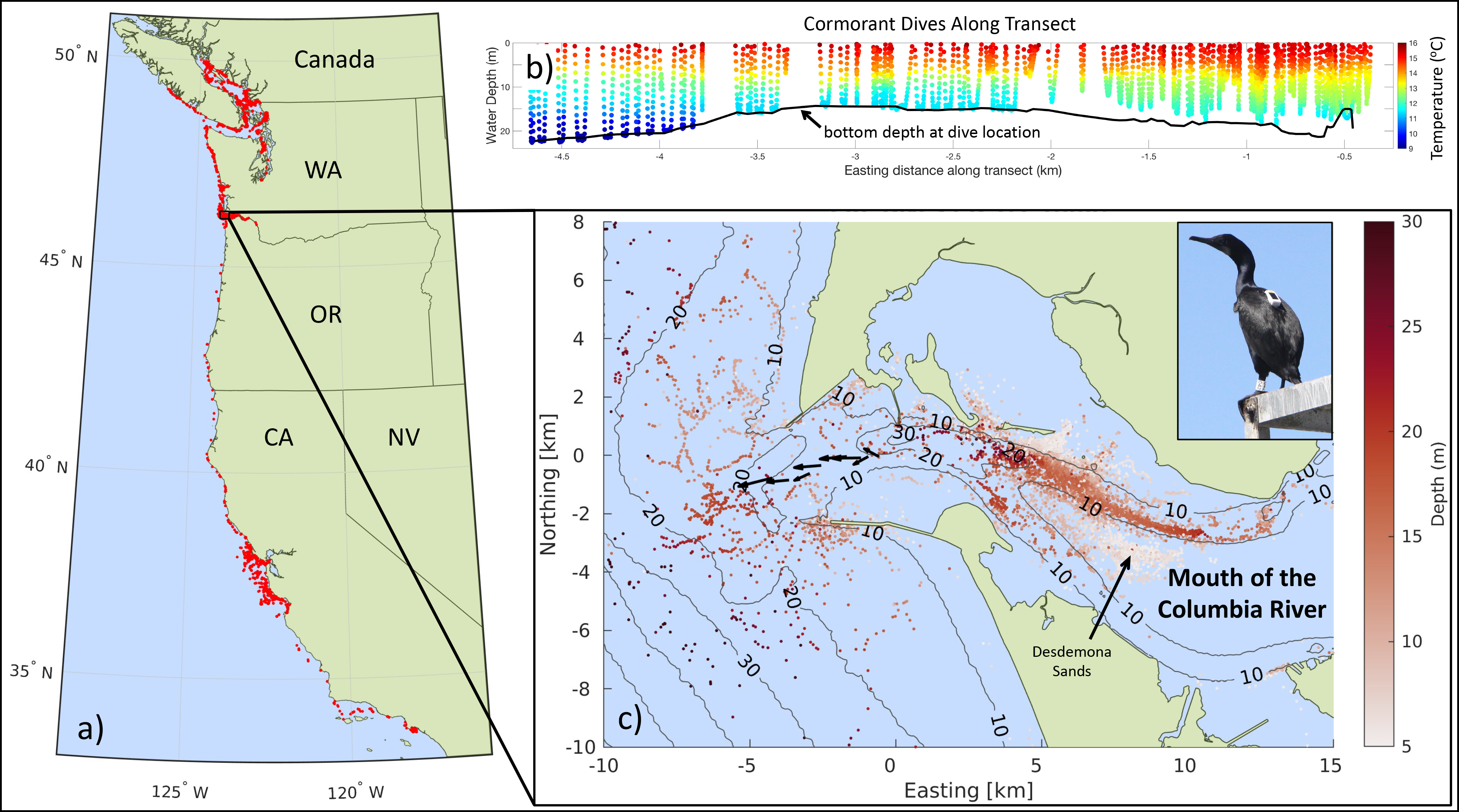 Diagram showing travels of tagged cormorants as well as water temperature profiles collected by the birds