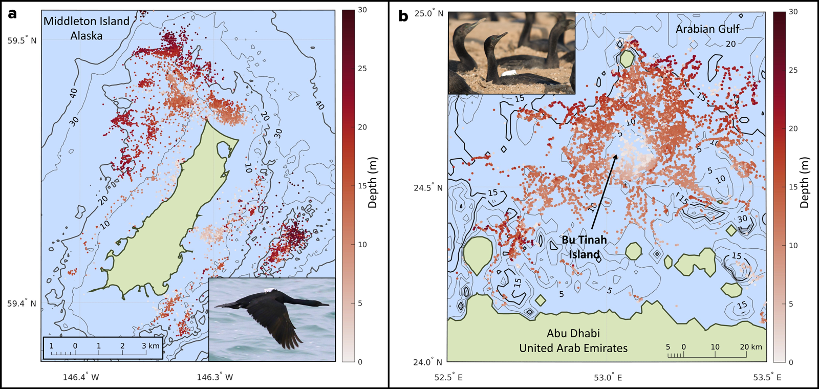 Diagram showing dive depths from biologging cormorants in the Gulf of Alaska and the Arabian Gulf, with species photos shown in insets