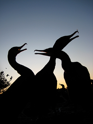 Several cormorants are seen here in silhouette.