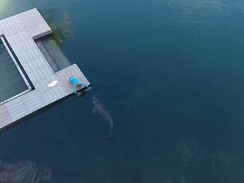 Dolphin trials at Dolphin Quest in Hawaii.