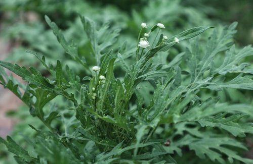 A close-up photo of Parthenium hysterophorus, or famine weed, showing a deep green plant with frilly leaves and small white flowers