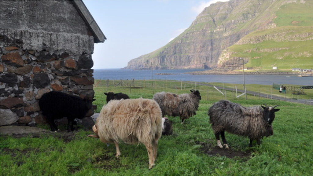 A small flock of sheep graze by the water’s edge in the Faroe Islands.