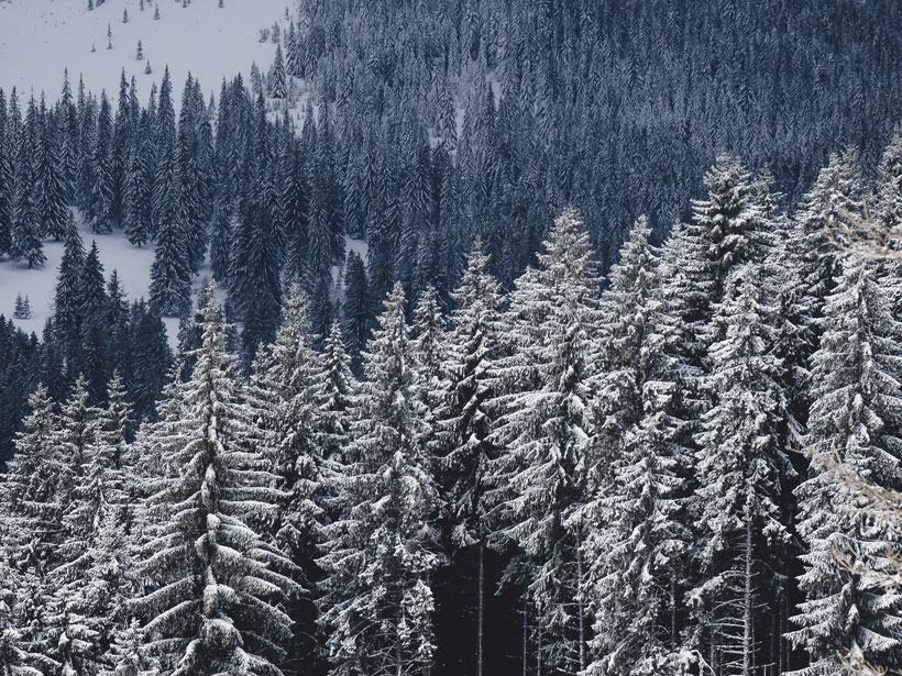 Tall conifers and snow cover a mountainside.