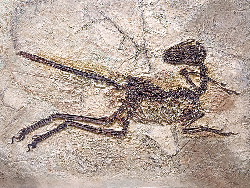 A fossil of Zhenyuanlong suni, a feathered dinosaur from the Early Cretaceous