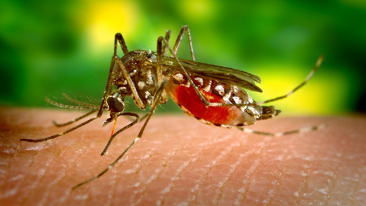 The Aedes aegypti mosquito is capable of transmitting several diseases.