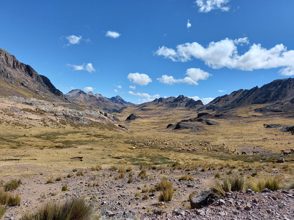 Alpacas and llamas graze in the distance in a mountain setting