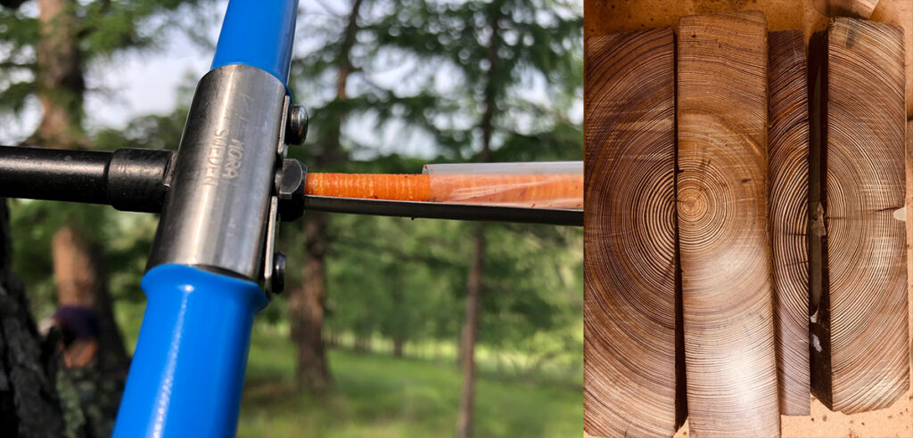 Close ups of an increment borer used to collect a tree ring core from a live tree and of tree cross sections collected from dead trees