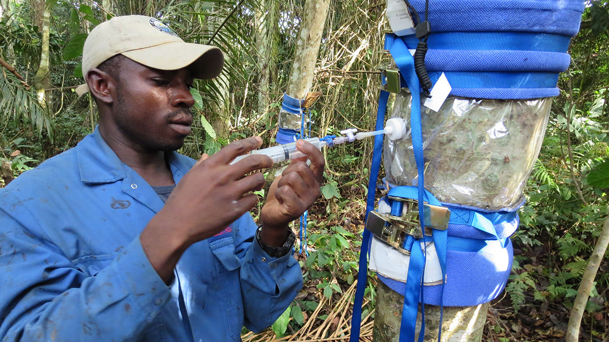 A researcher at one of the study’s sites in Cameroon