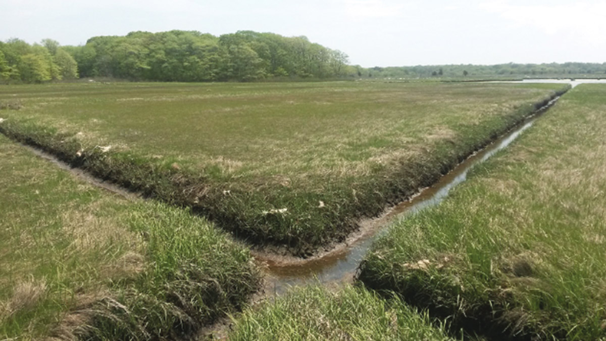 A ditched coastal marsh in the Barn Island Wildlife Management Area in Stonington, CT.