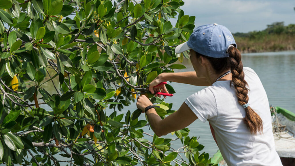 A person clipping mangrove leaves