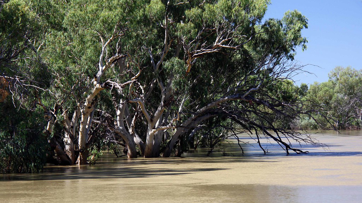 The Darling River in Australia during a flood in 2012