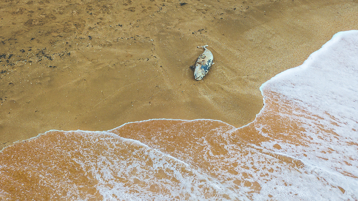A dolphin washed up on a beach