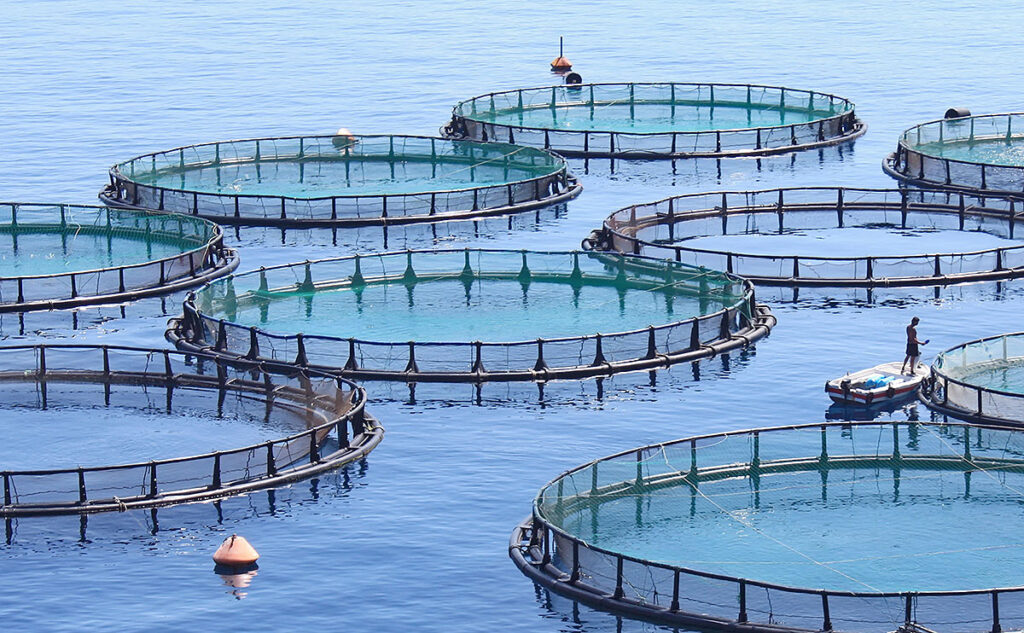 Fish enclosures in an ocean aquaculture facility