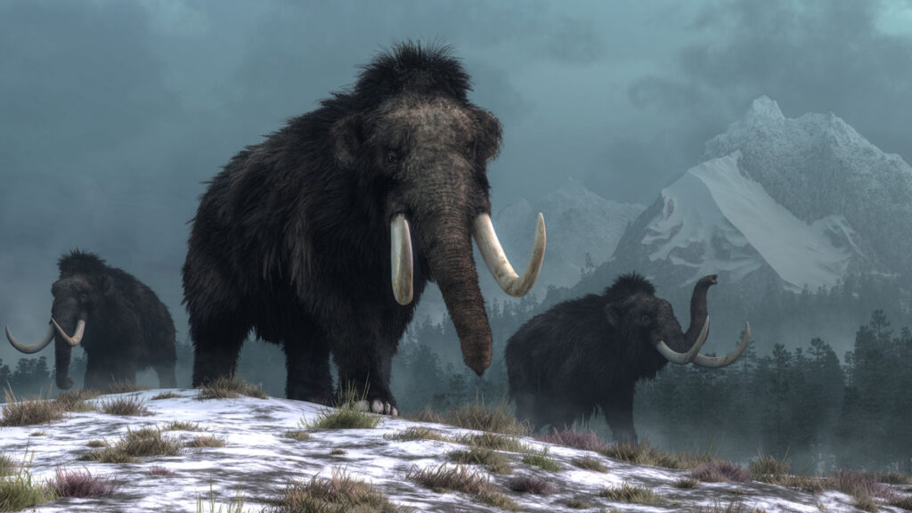 Three woolly mammoths walk over a snowy steppe during the last Ice Age.