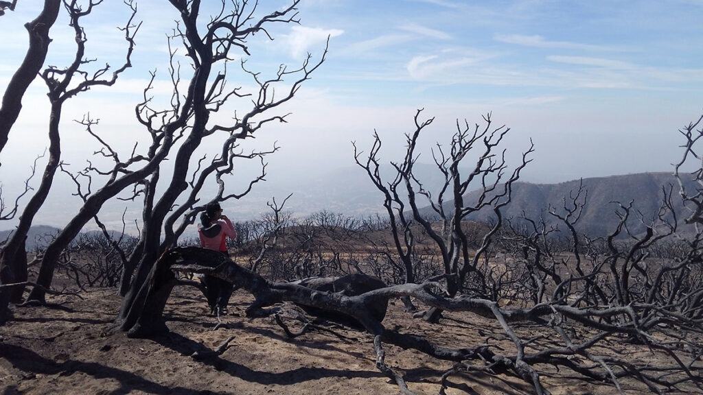 Field of dead and burned trees in the San Bernardino National Forest. Researcher Fabiola Pulido-Chavez stands among them with her back turned toward the camera.