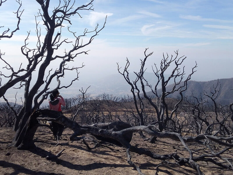 Wildfires May Alter the Nitrogen Cycle—and Air Pollution