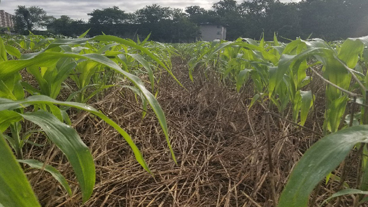 Modeling Mulch to Understand Agricultural Soil - Eos