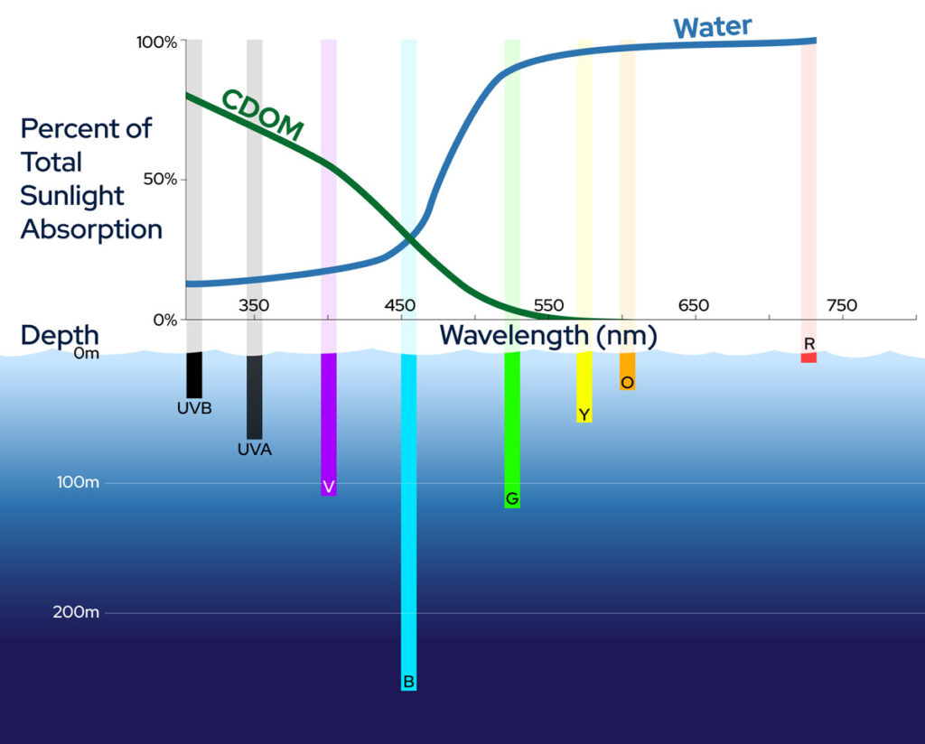 Diagram showing the relative importance of chromophoric dissolved organic matter and water to total light attenutation in the ocean.