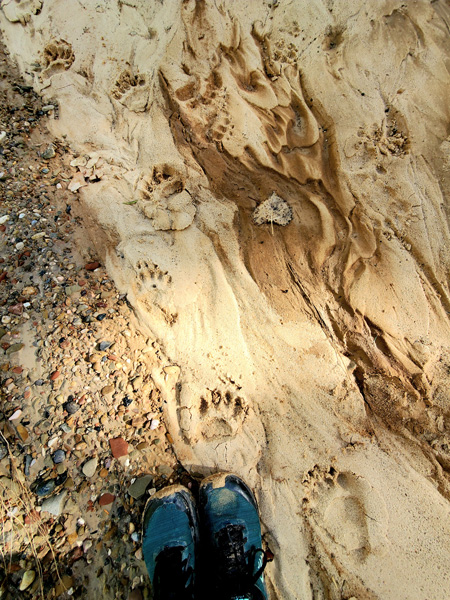 A hiker’s shoes stand next to a line of black bear tracks in a sandy riverbed.