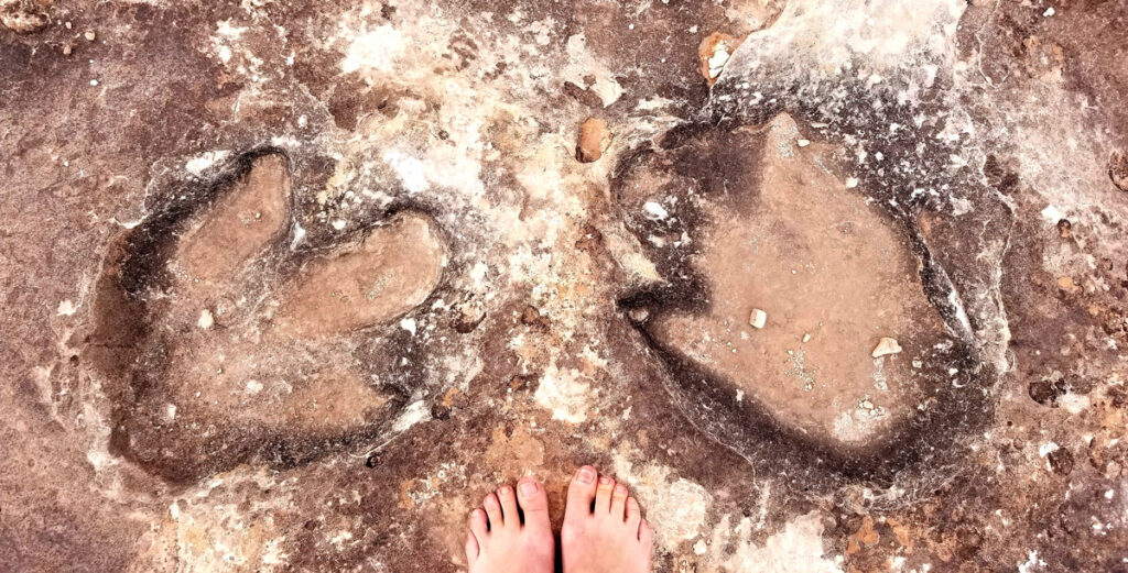 Ornithopod tracks from the Late Cretaceous dwarf human feet for scale.