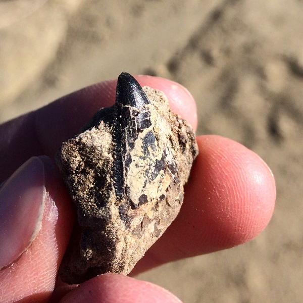 A scientist holds a pointy tyrannosaur tooth encased in rock.