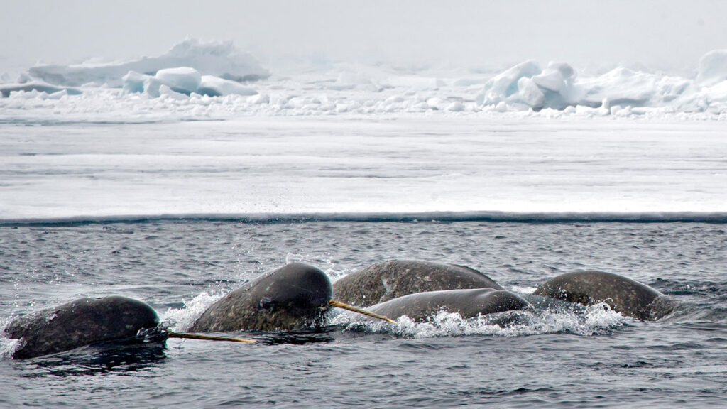 Several narwhals breach the water surface in front of a sheet of sea ice