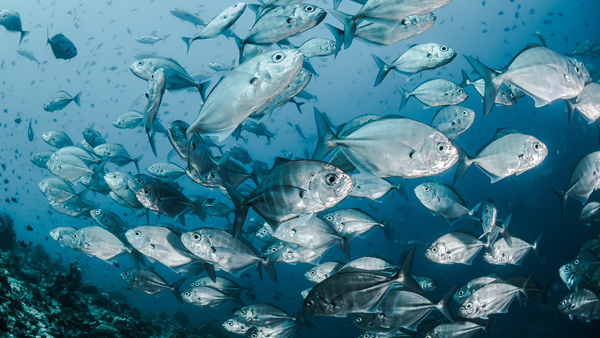 A school of silver marine fish in the Maldives