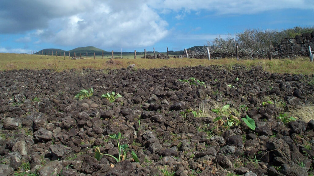 An evenly distributed layer of volcanic rock coats part of a grassy field.