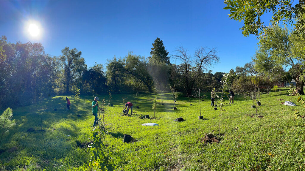 Five people planting young trees in Houston field
