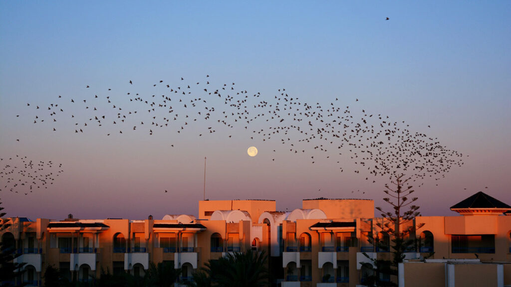 Birds flying over a city at dawn