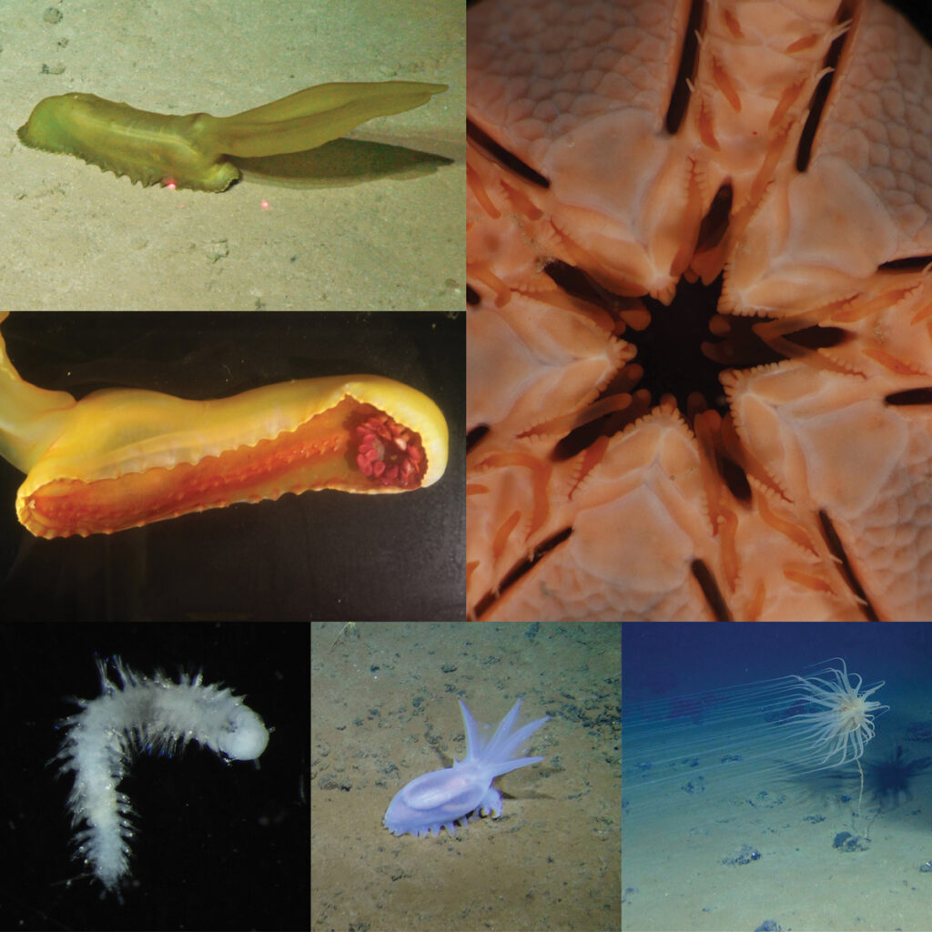 A collection of deep-sea life photographs
