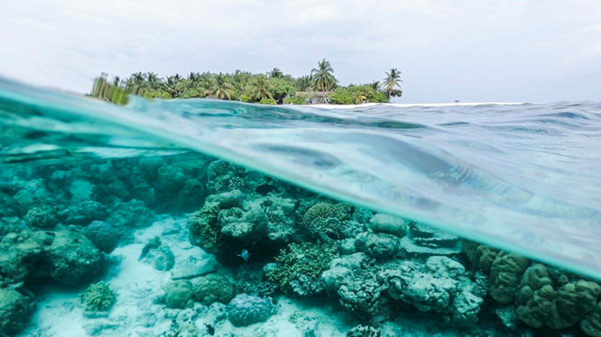 A partially underwater view of a coral reef off the coast of the Maldives.
