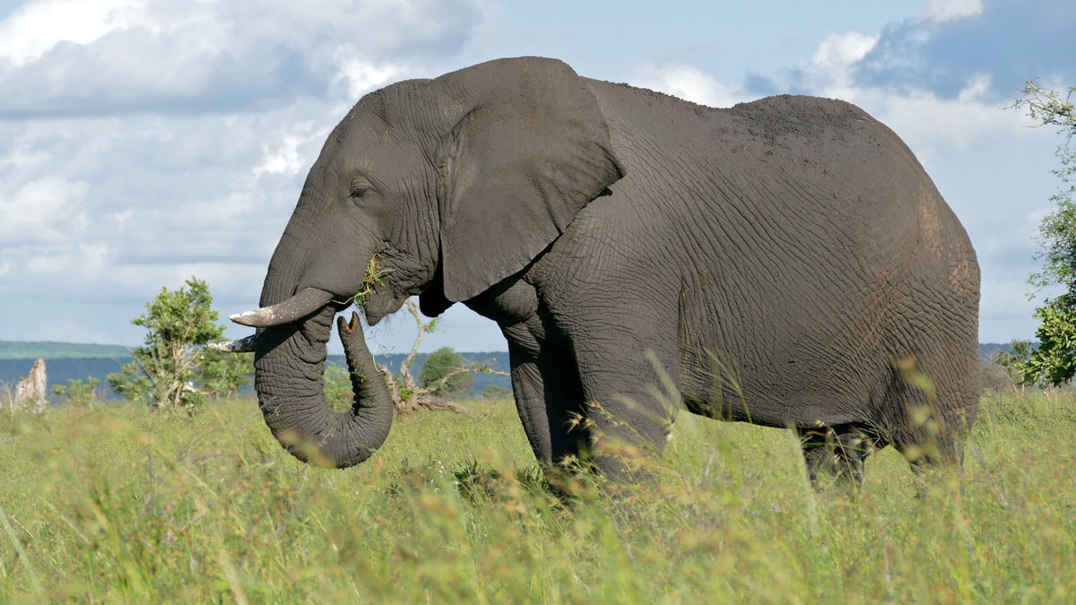 An elephant eats grasses in Kruger National Park, South Africa.