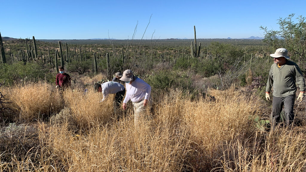 People removing buffelgrass, an invasive grass, near cactus plants in Arizona
