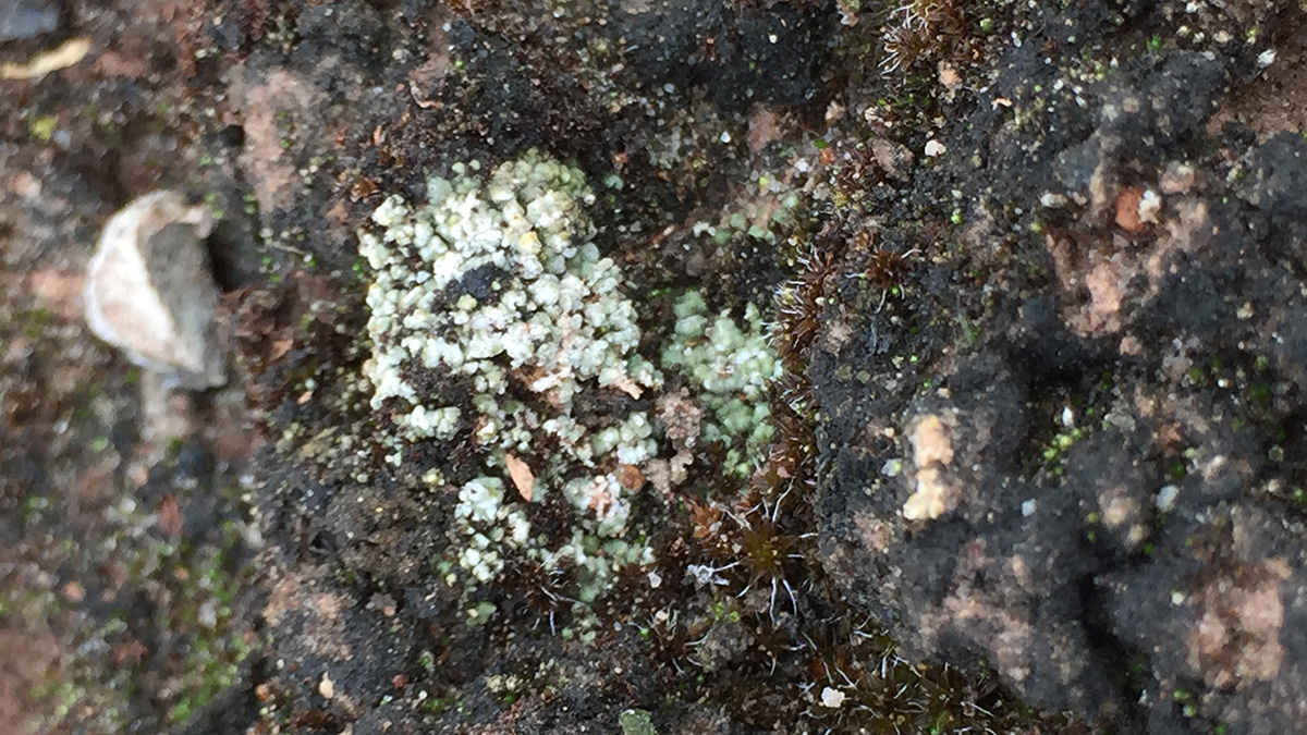 Biocrust composed of mosses, lichens, and cyanobacteria