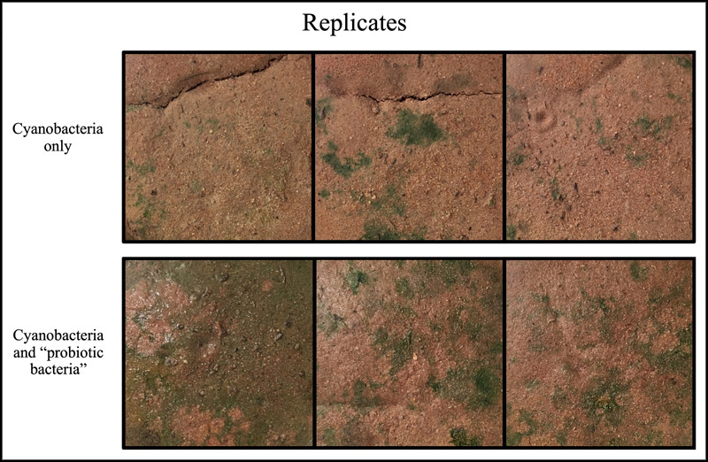 A comparison of nursery biocrust yields in desert soils inoculated with either cyanobacteria alone or cyanobacteria and heterotrophic bacteria