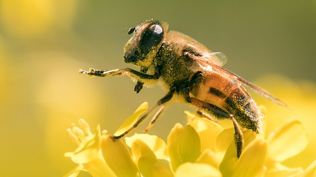 A yellow-and-black bee perches on the petals of a small yellow mustard flower. The bee faces left and was imaged at a range close enough that the flecks of pollen that cover the bee are visible.
