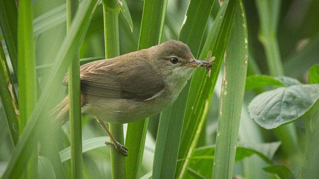 A Eurasian reed warbler carrying an insect in its beak