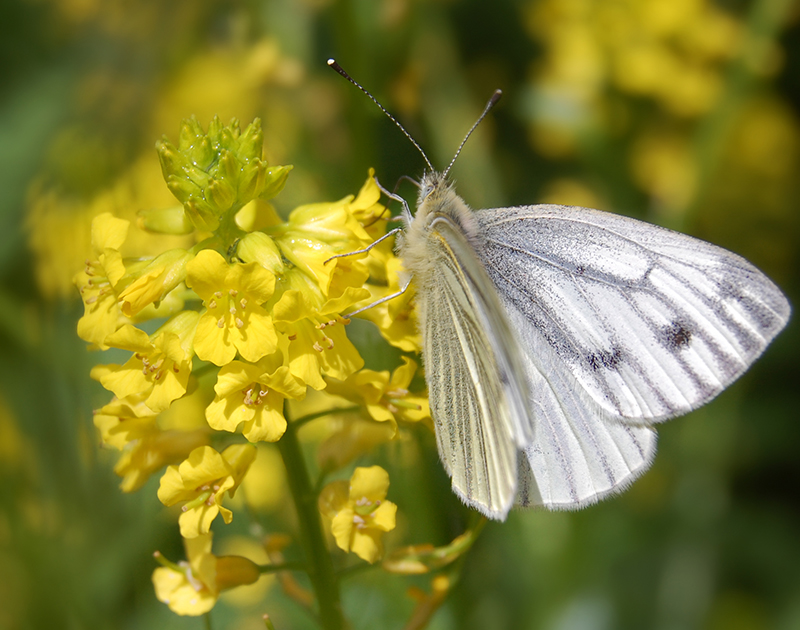 A white butterfly with black spots and stripes perches on the petals of small yellow mustard flowers. A whole stem of tiny yellow flowers takes up the left half of the image, and the butterfly takes up the right half. More yellow mustard flowers are out of focus in the background.
