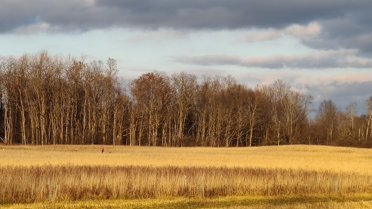 Forest edge