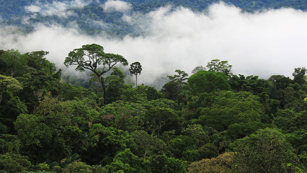 A view across the Amazon rain forest