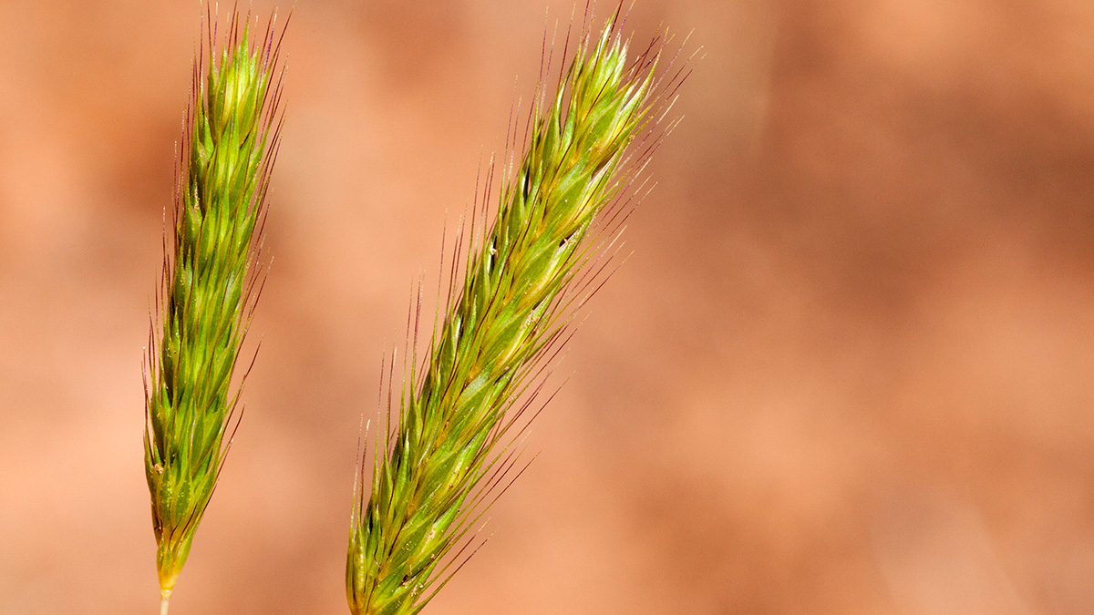 Two pods of the lost crop little barley against a blurred background