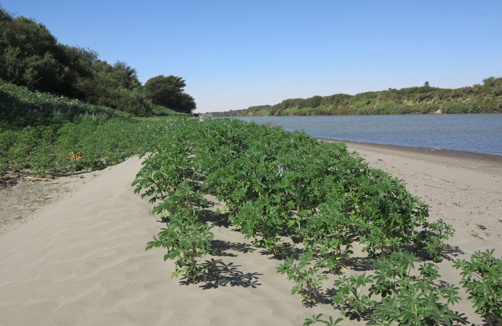 A lupin plant in Sudan with narrow leaves and pale blue flowers