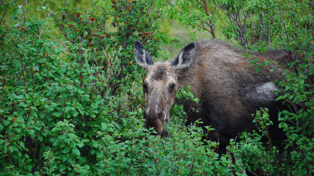 A moose eating green shrubbery