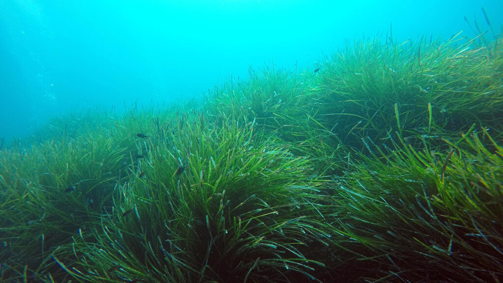A meadow of the seagrass Posidonia oceanica